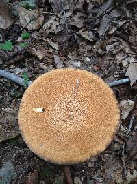 Gyroporus castaneus image