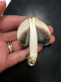 Coprinopsis romagnesiana image