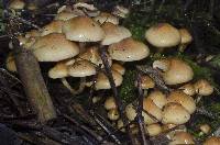 Hypholoma capnoides image