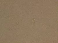 Xeromphalina cauticinalis image