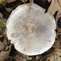 Tricholoma venenatum image