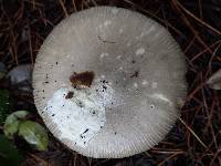 Amanita sect. Vaginatae image