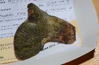 Hypomyces luteovirens image