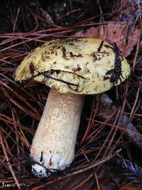 Suillus tomentosus image