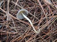 Mycena griseoviridis image