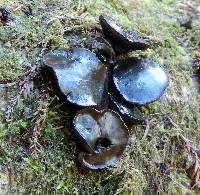 Bulgaria inquinans image