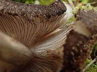 Pluteus atromarginatus image