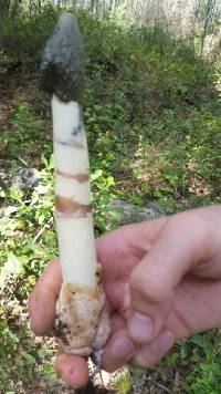 Phallus ravenelii image