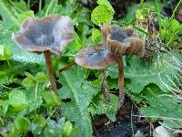 Thumbnail image of current specimen