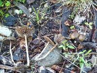 Thumbnail image of current specimen