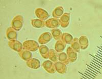 Clitocybe odora var. pacifica image