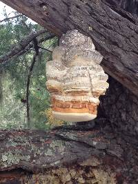 Fomitopsis officinalis image