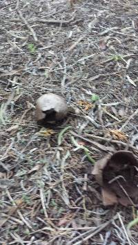 Scleroderma polyrhizum image