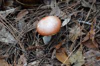 Amanita persicina image