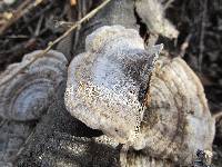 Trametes pubescens image