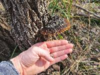 Phellinus robiniae image