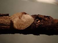 Strobilurus albipilatus image