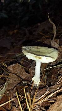 Amanita brunnescens image
