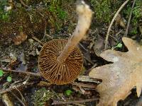 Inocybe lacera image