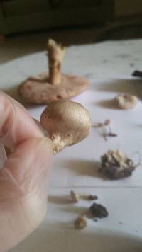 Scleroderma areolatum image