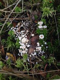 Collybia cirrhata image