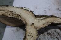 Lactarius atroviridis image