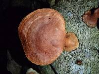 Thumbnail image of current specimen