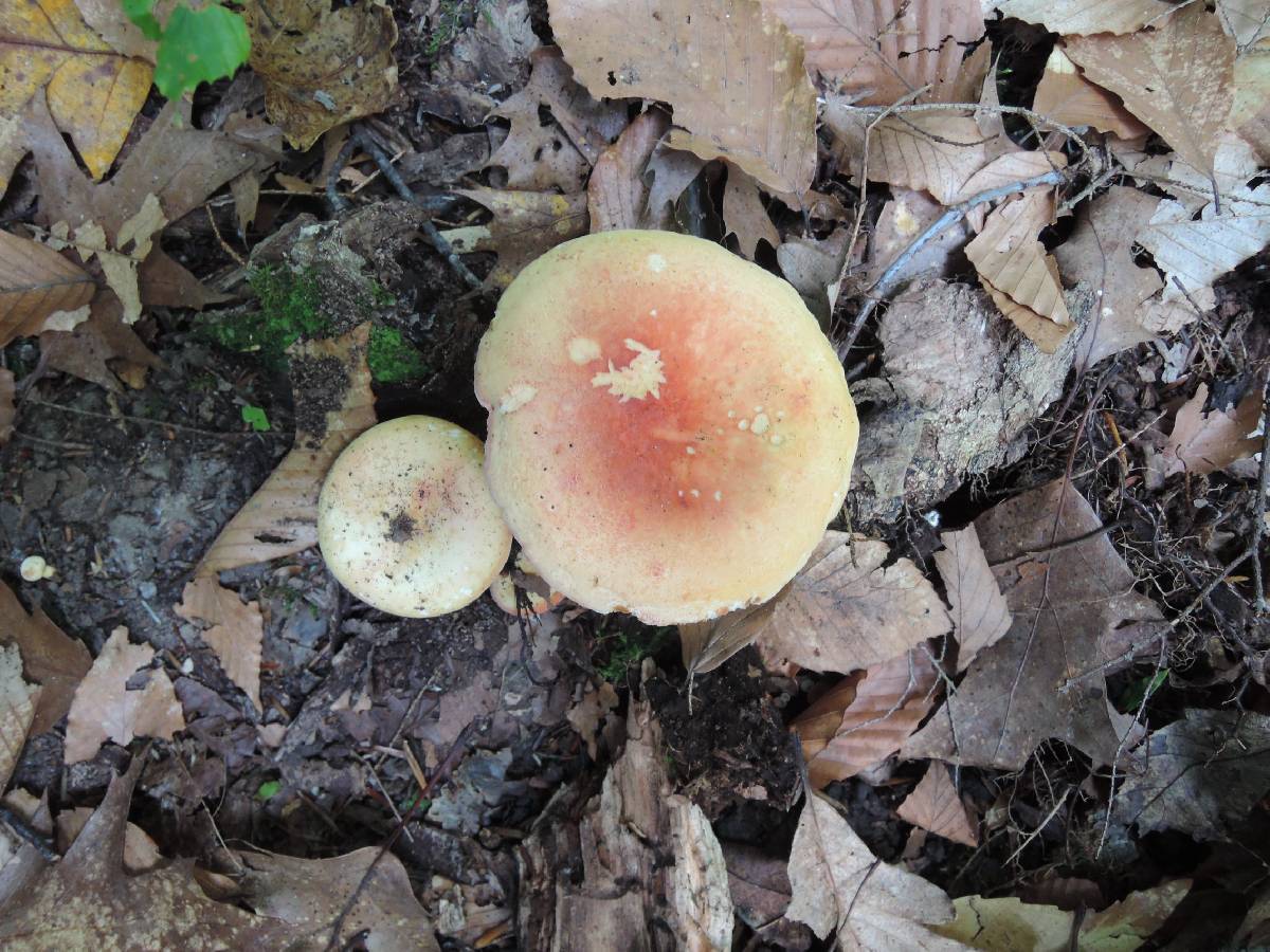 Russula flavisiccans image