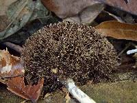 Thumbnail image of current specimen