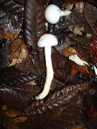 Hygrophorus eburneus image