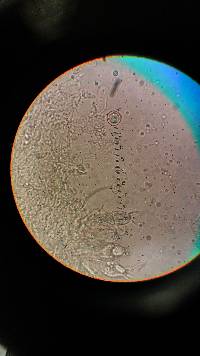 Russula flavisiccans image