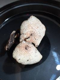 Lentinus tigrinus image