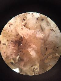 Tremella fuciformis image