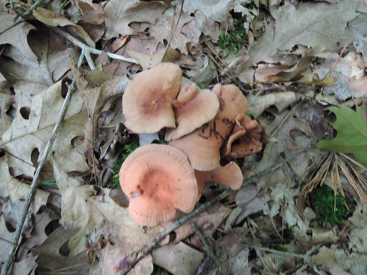 Lactarius lilacinus image