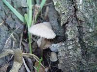 Mycena galericulata image