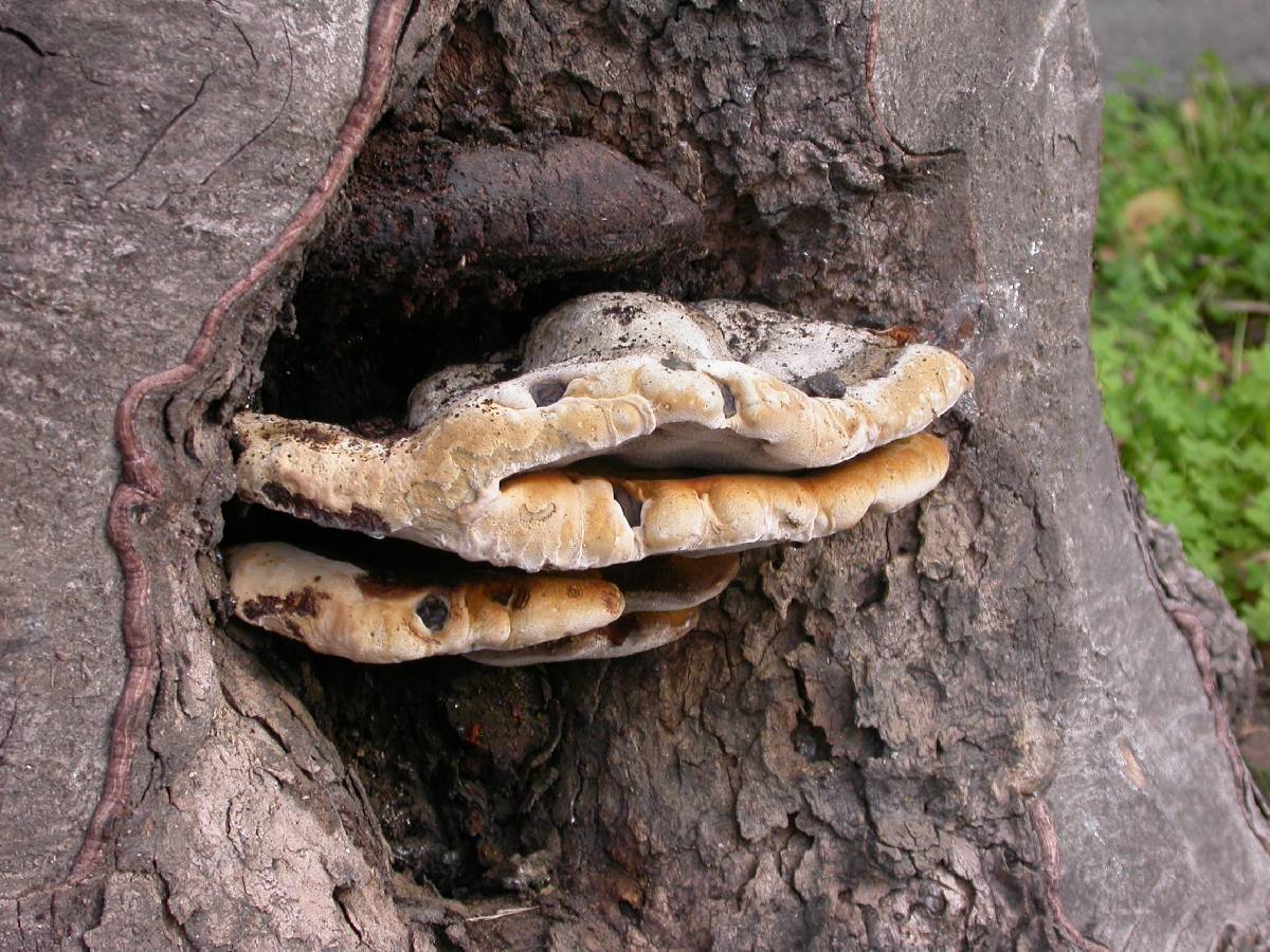 Inonotus arizonicus image