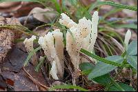 Clavulina rugosa image