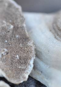 Trametes hirsuta image