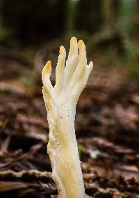 Clavulina rugosa image