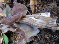 Helvella maculata image