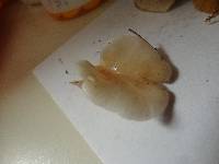 Pleurotopsis longinqua image