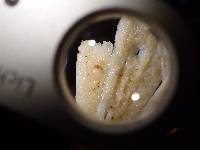 Thumbnail image of current specimen