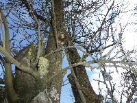 Phellinus igniarius image