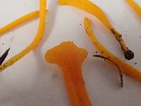 Clavulinopsis laeticolor image