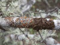 Caloplaca ferruginea image