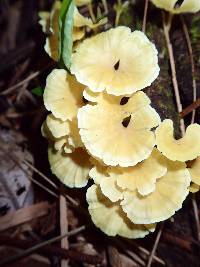 Cotylidia aurantiaca image