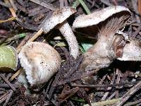 Clitocybe sclerotoidea image