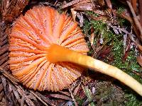 Humidicutis marginata image