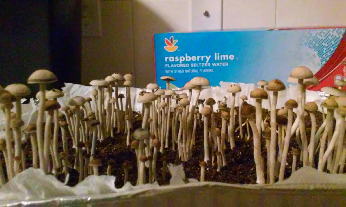 Copelandia bispora image