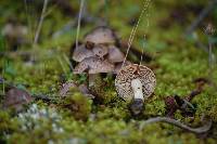 Hebeloma cistophilum image